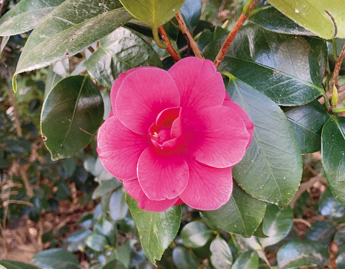 【春の訪れを告げるライターおすすめ花めぐり】くりはま花の国のツバキ（2024年2月2日号横須賀・三浦・湘南版）