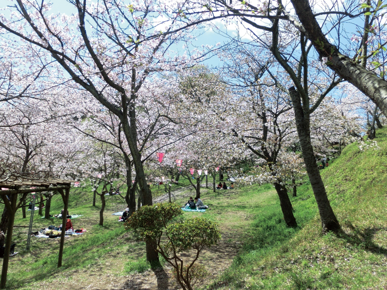 おすすめ桜スポット【塚山公園】（2024年3月15日号横須賀・三浦・湘南版）