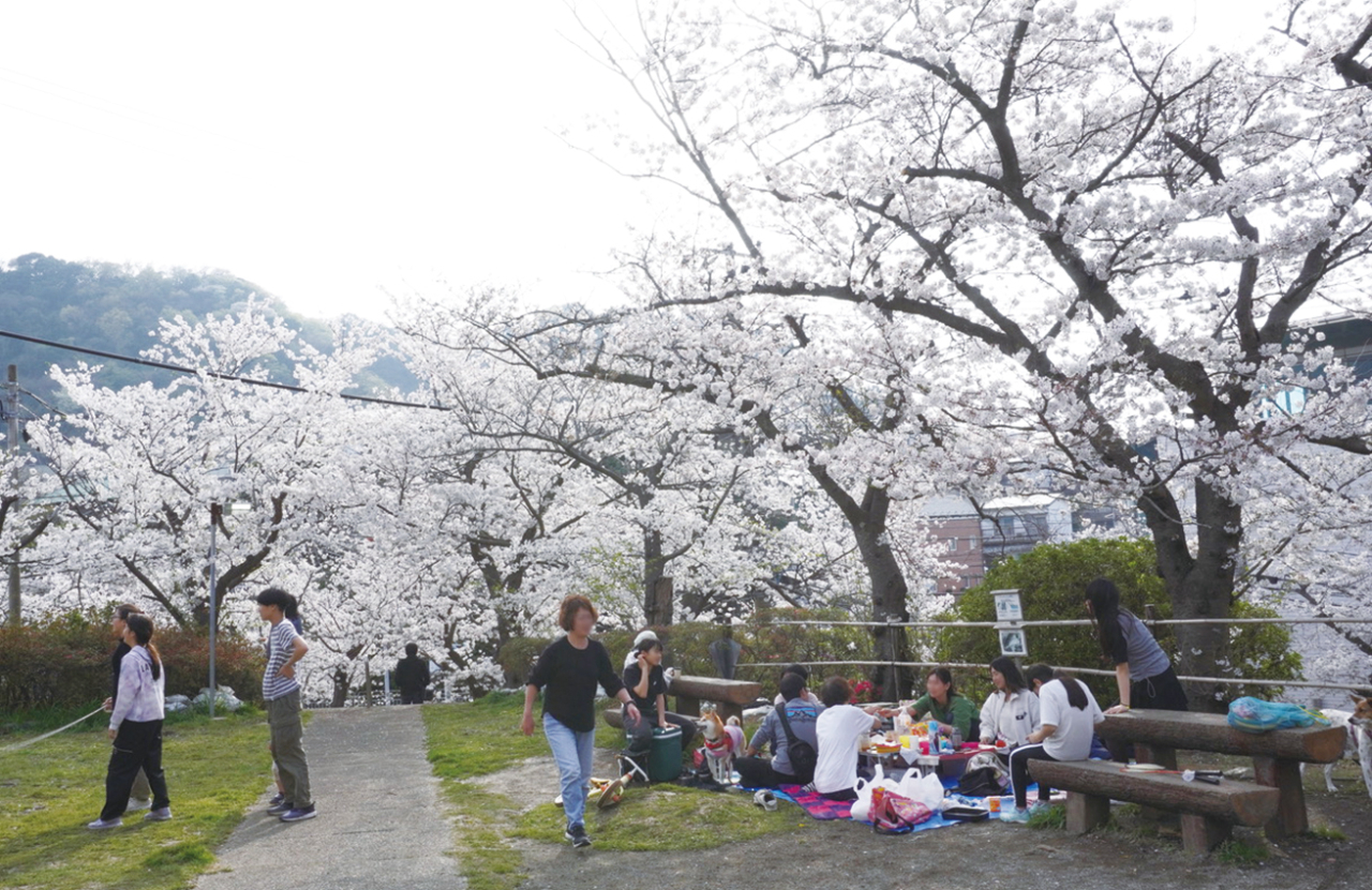 【桜特集：葉山で人気の桜の名所へ　花の木公園】（2025年3月21日号横須賀・三浦・湘南版）