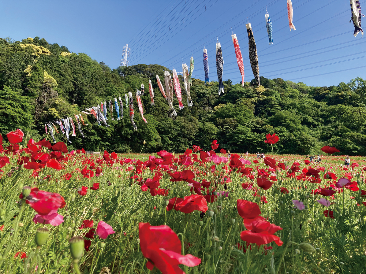 くりはま花の国でポピー＆ネモフィラまつり開催中（2024年5月10日号横須賀・三浦・湘南版）