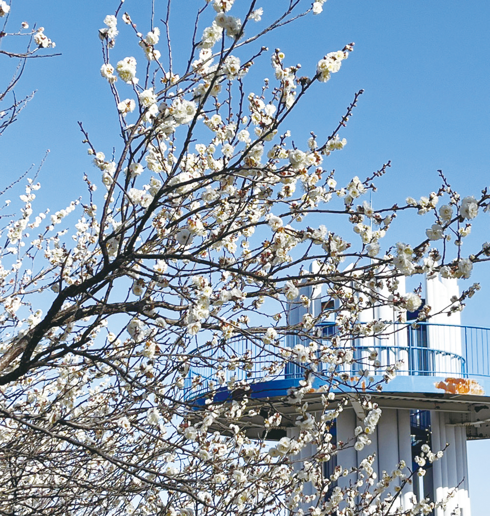 「かながわ花の名所１００選」早春の梅林散策へ！（2026年2月6日号横須賀・三浦・湘南版）
