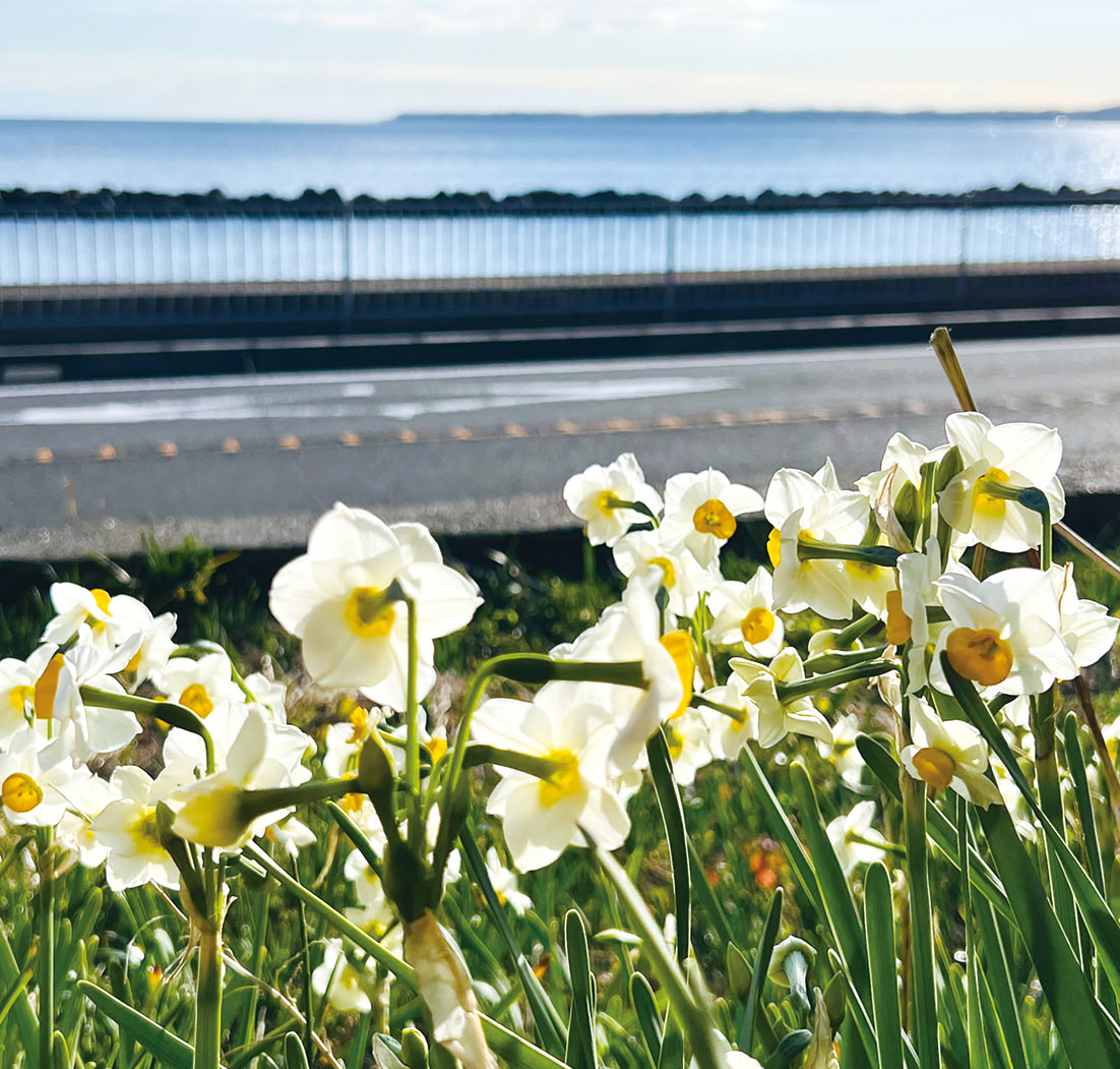 約３００万本が見頃に！（2026年1月9日号横須賀・三浦・湘南版）