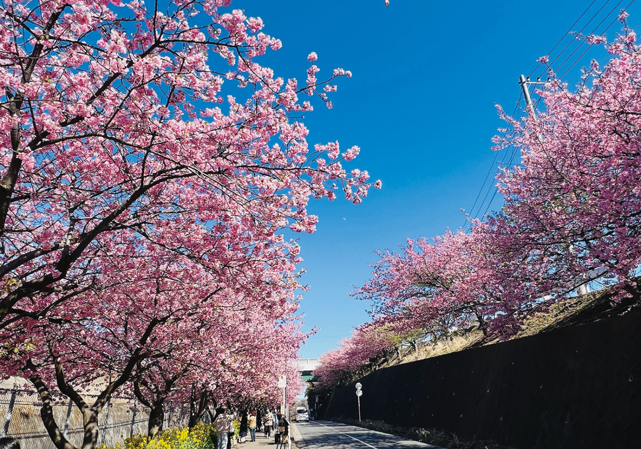 【春の訪れを告げるライターおすすめ花めぐり】今年20周年！「第20回三浦海岸桜まつり」（2024年2月2日号横須賀・三浦・湘南版）
