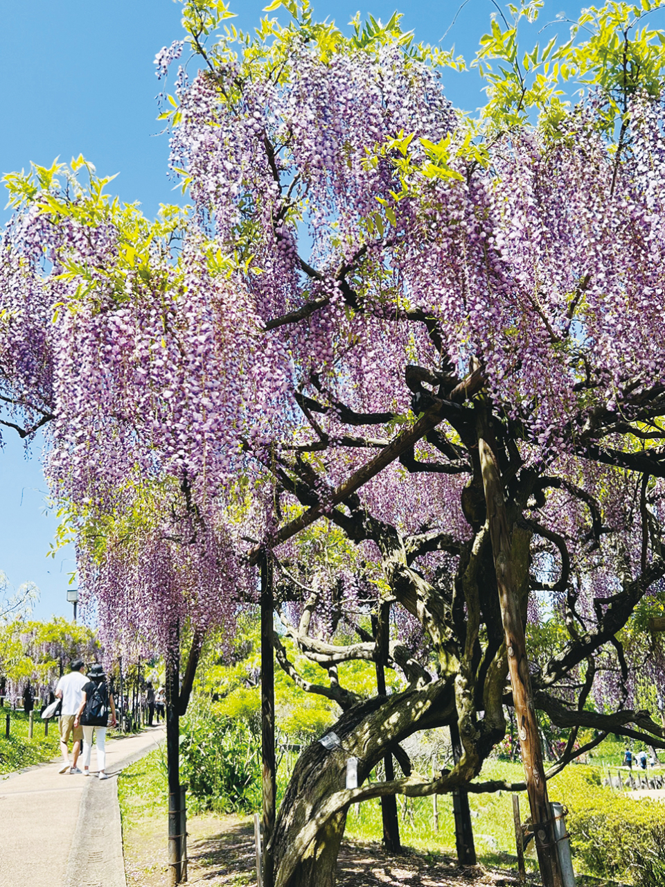約２００本の藤！横須賀しょうぶ園「ふじまつり」開催（2025年4月4日号横須賀・三浦・湘南版）