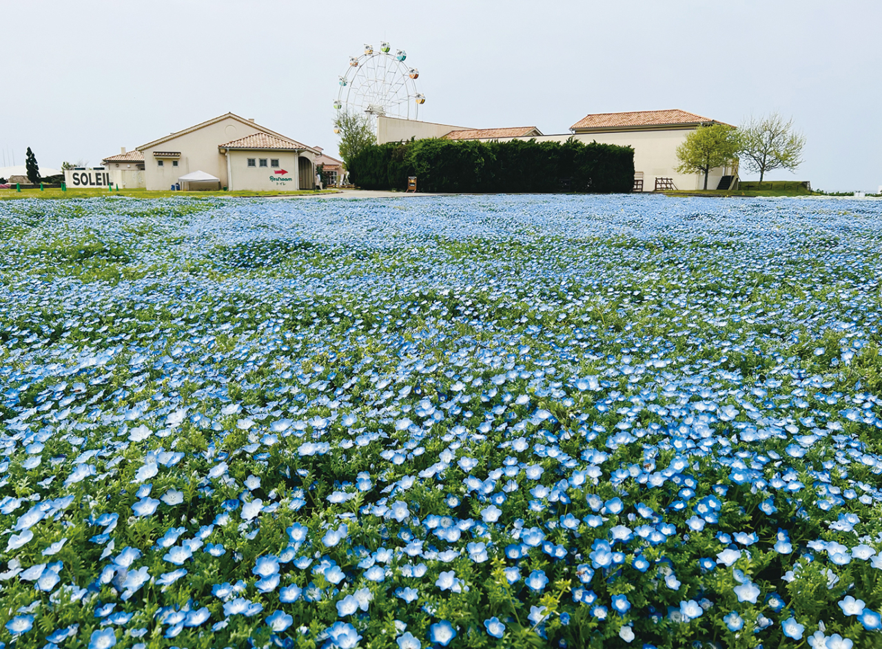 花めぐり【長井海の手公園 ソレイユの丘 】（2024年4月5日号横須賀・三浦・湘南版）