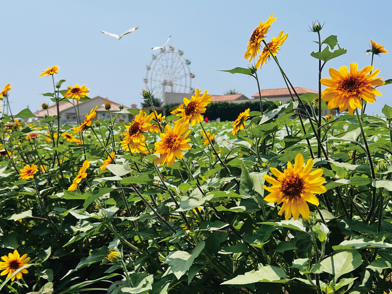 「長井海の手公園ソレイユの丘」を彩るヒマワリが続々開花中（2026年8月7日号横須賀・三浦・湘南版）