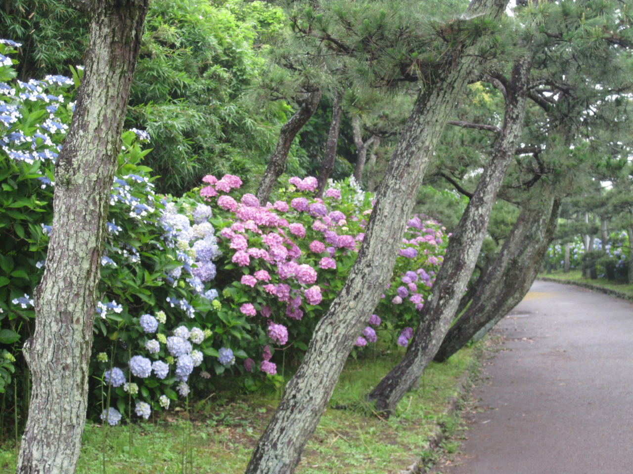 三浦半島の最南端でアジサイを楽しむ【県立城ケ島公園】（2024年6月7日号横須賀・三浦・湘南版）
