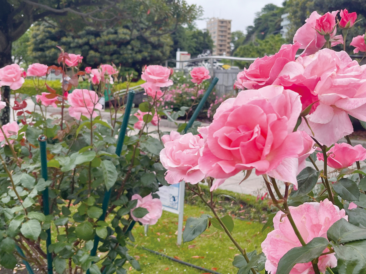 ヴェルニー公園で「秋のローズフェスタ」10月18日（土）・19日（日）開催（2025年10月3日号横須賀・三浦・湘南版）