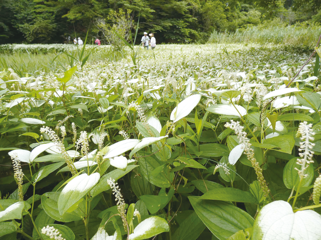 ６月24日（土）〜７月２日（日）までハンゲショウ群生地の公開（2023年6月23日号横須賀・三浦・湘南版）