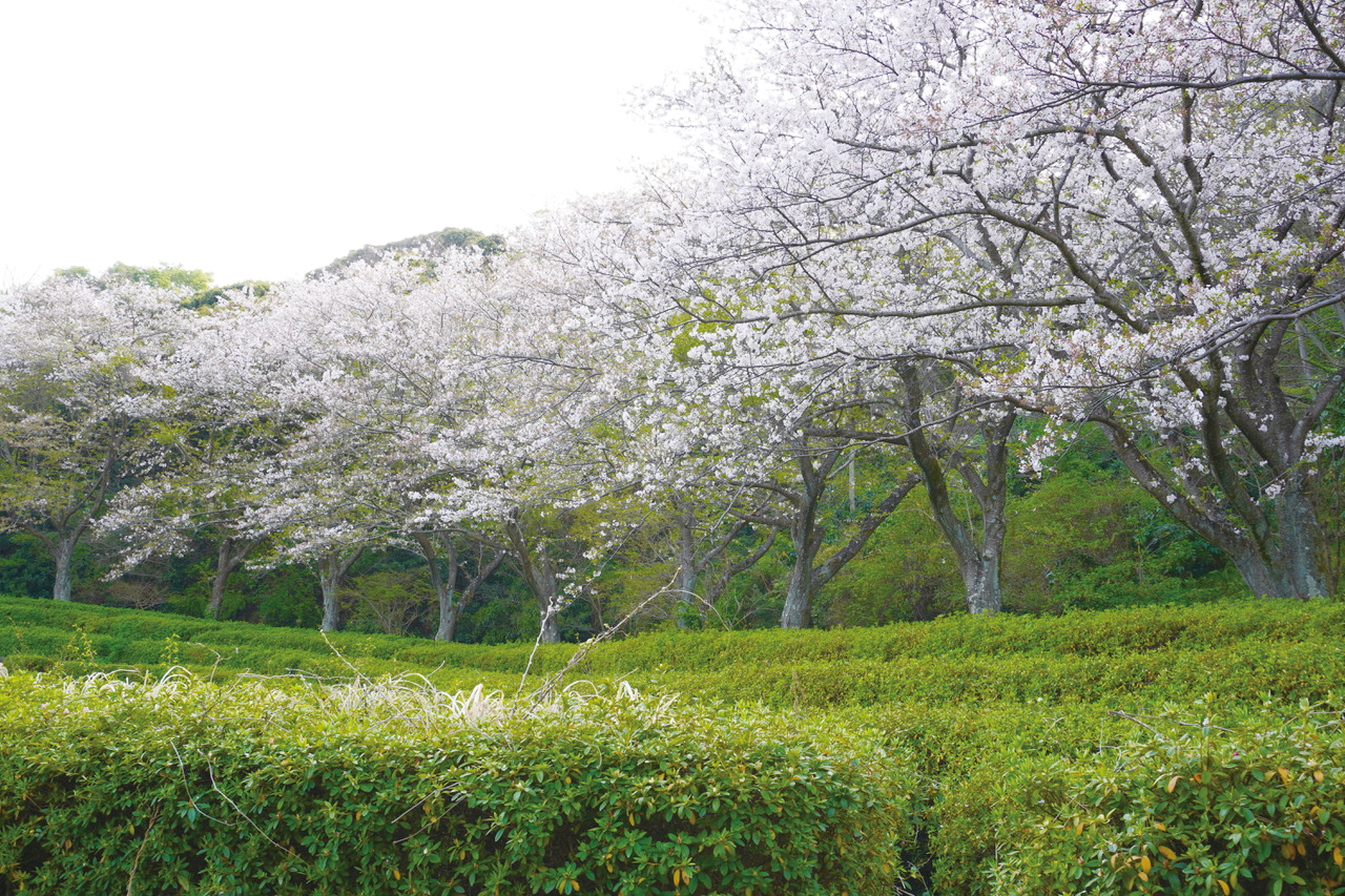 美しい桜並木の先には切り立つ岩場の公園が…(2022年3月11日号横須賀・三浦・湘南版)