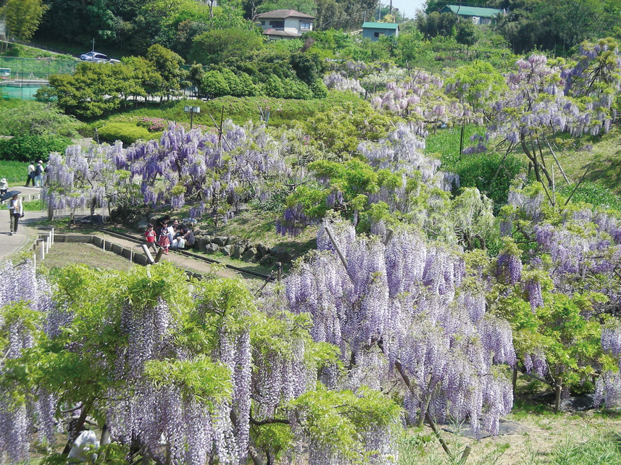 シャクナゲからフジ 里山で花さんぽ（2022年4月15日号横須賀・三浦・湘南版）