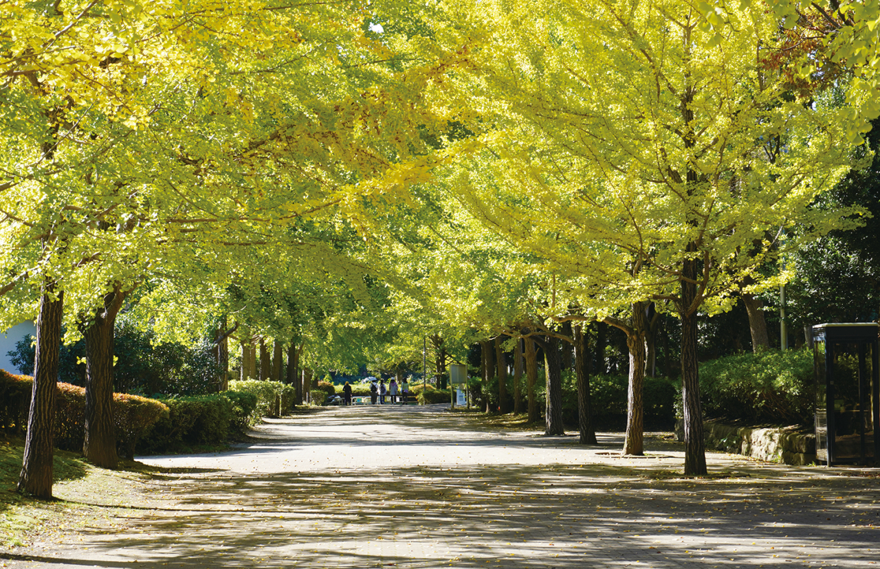 気持ち和む、紅葉スポット【南郷上ノ山公園】（2022年11月11日号横須賀・三浦・湘南版）