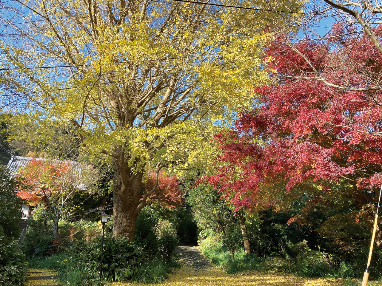 気持ち和む、紅葉スポット【大昌寺】（2022年11月11日号横須賀・三浦・湘南版）