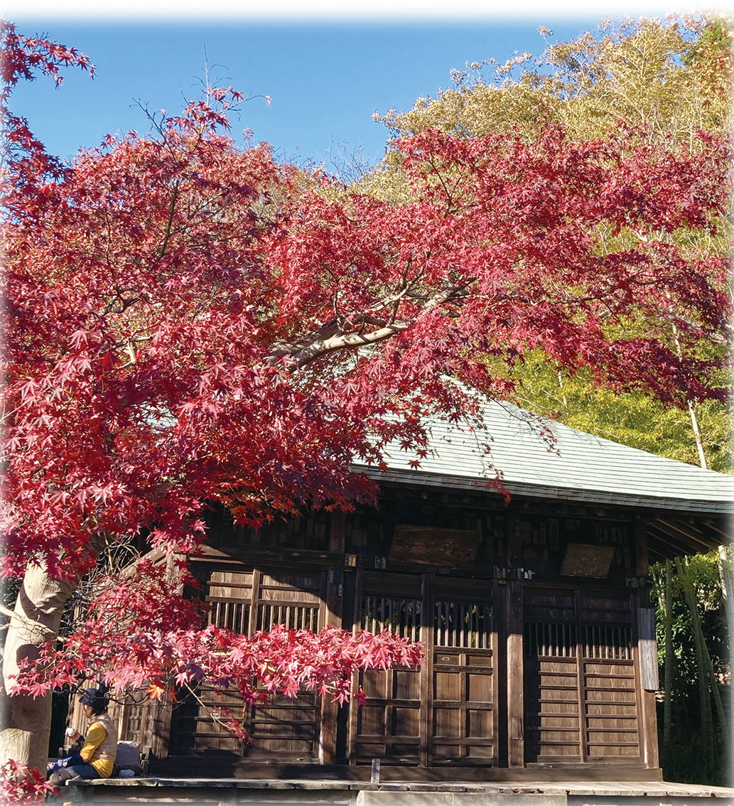 気持ち和む、紅葉スポット【浄光明寺】（2022年11月11日号横須賀・三浦・湘南版）