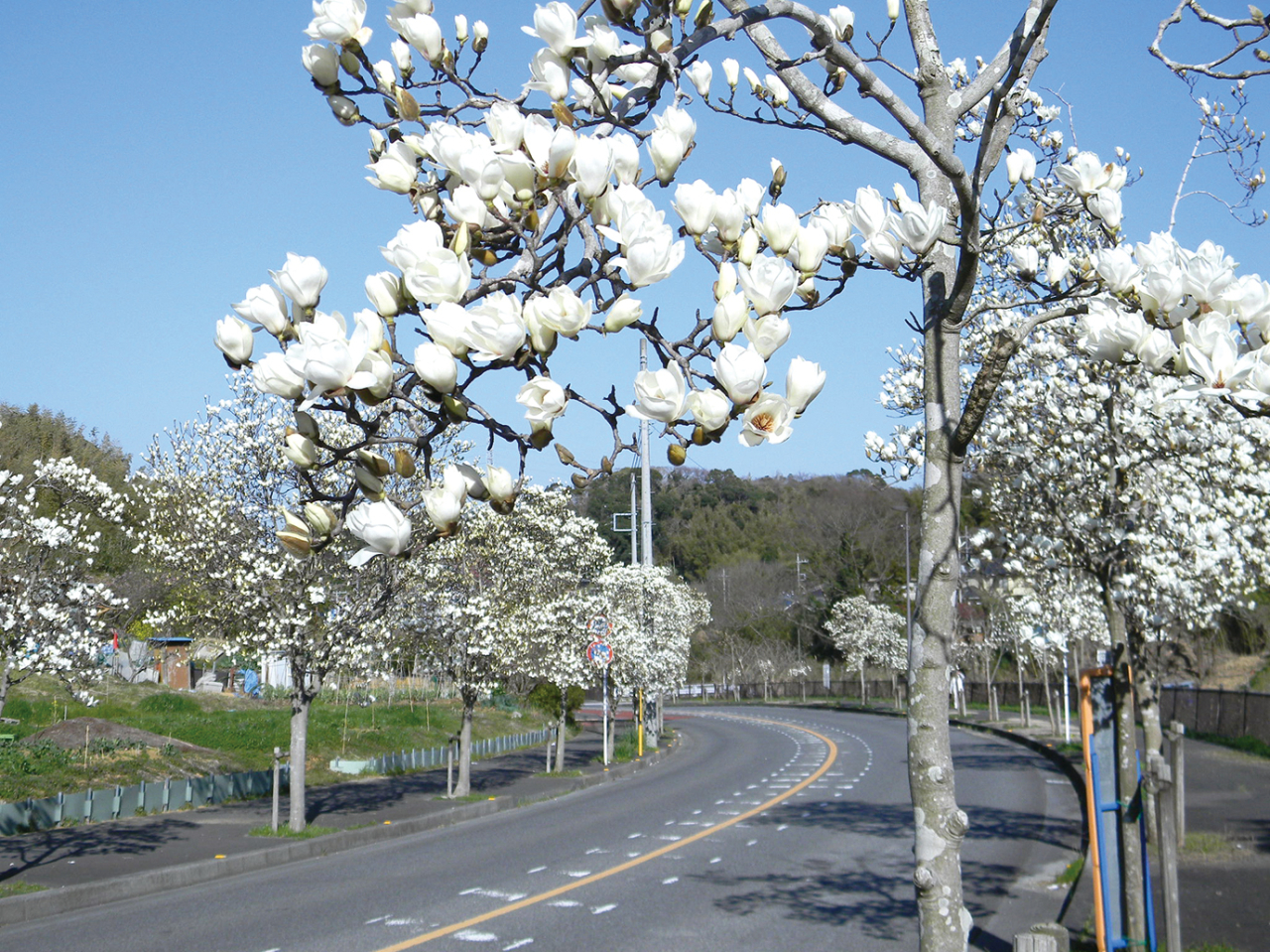 春を先取り!ハクモクレンの道市道「坂本芦名線」(2023年2月10日号横須賀・三浦・湘南版)
