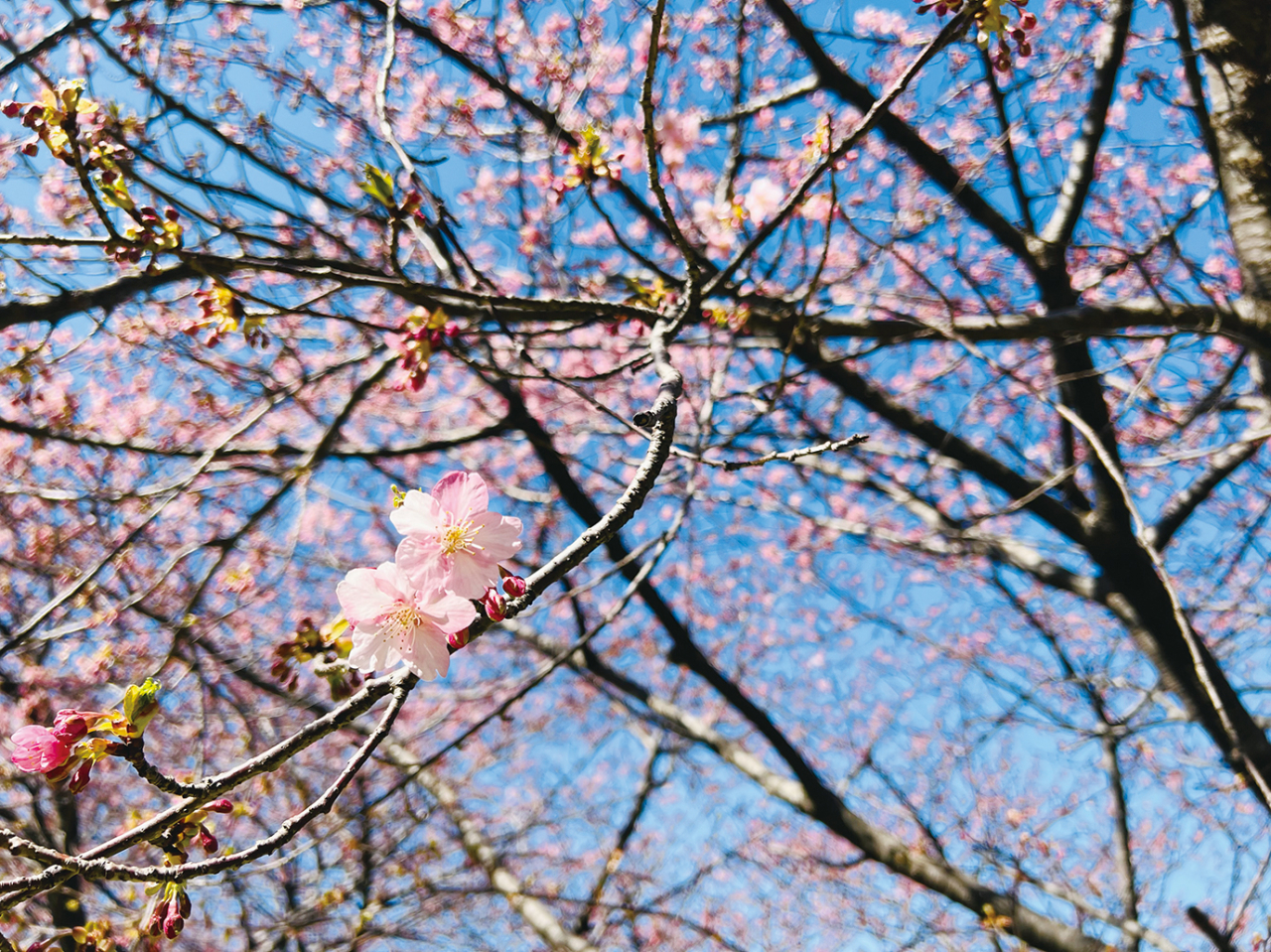 「三浦海岸桜まつり」３月５日（日）まで！（2023年2月10日号横須賀・三浦・湘南版）