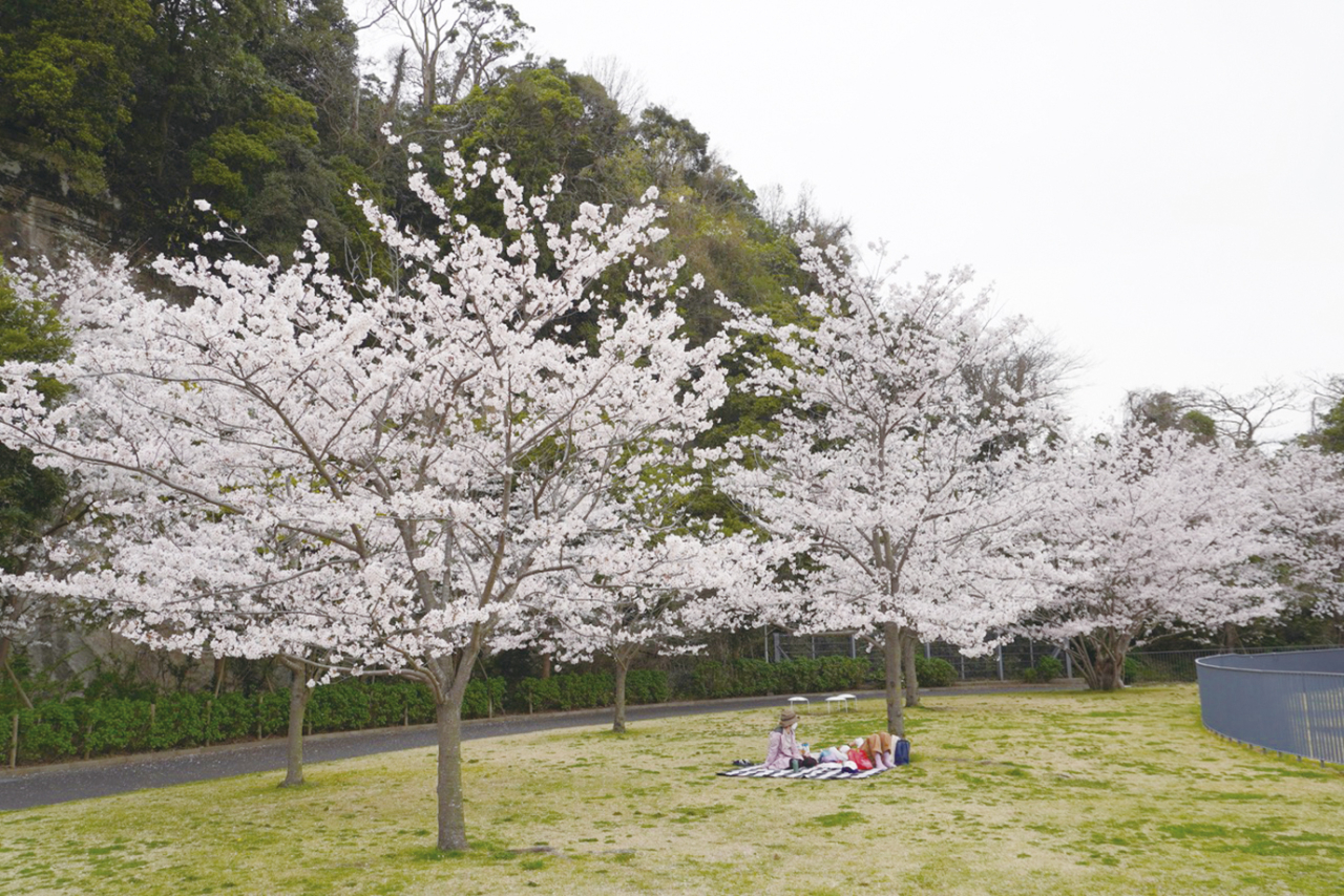 アートと桜を同時に楽しめる！横須賀美術館（2023年3月3日号横須賀・三浦・湘南版）