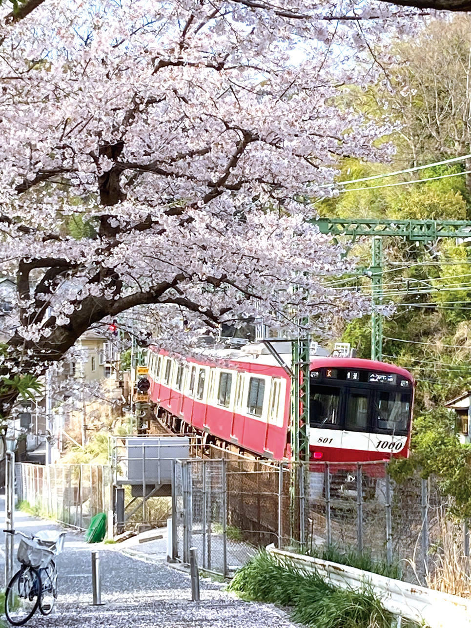 ４年ぶりに桜まつりを開催！船越南郷公園（2023年3月3日号横須賀・三浦・湘南版）