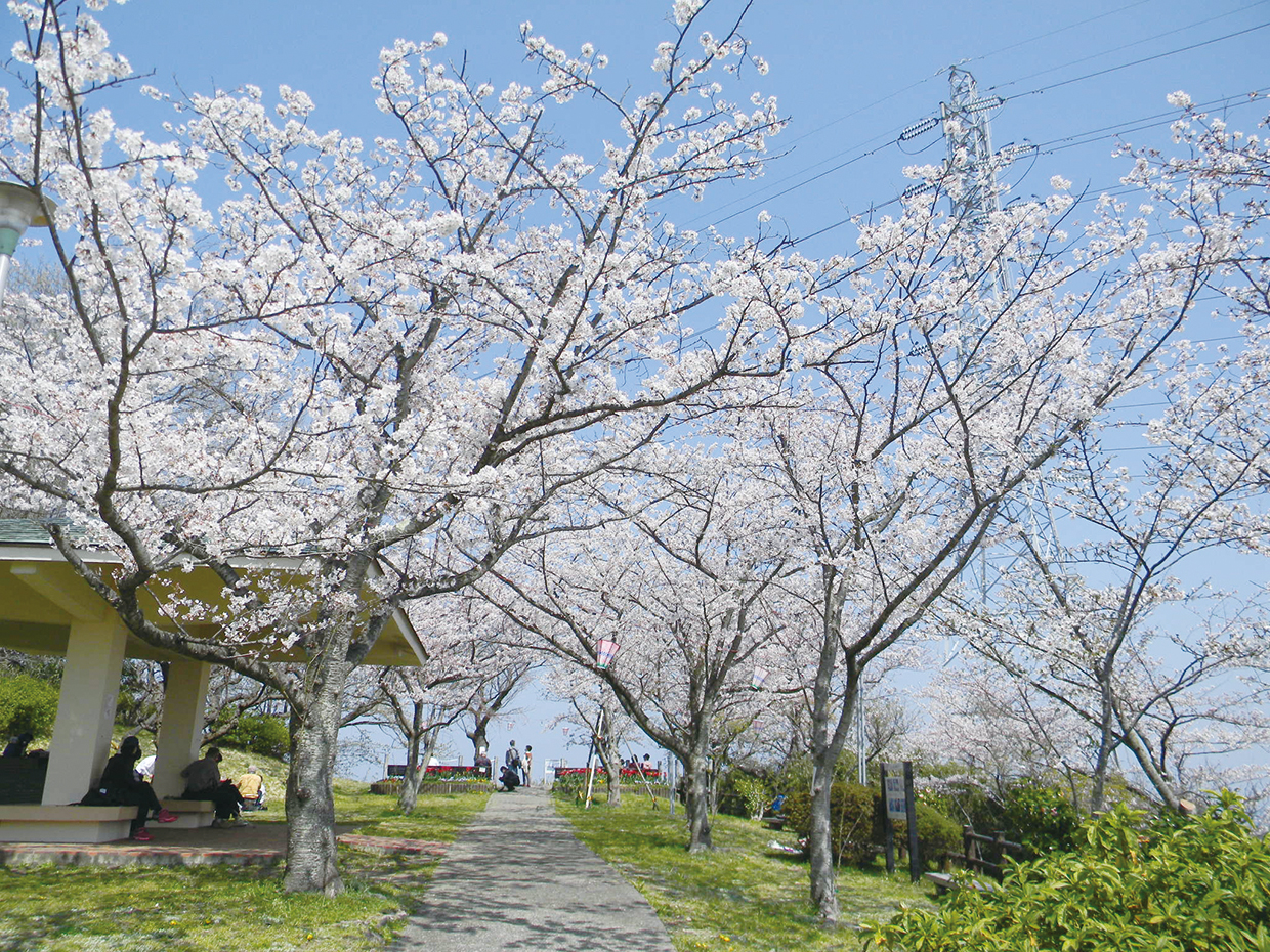 【桜特集：三浦按針ゆかりの地に桜　塚山公園】（2025年3月21日号横須賀・三浦・湘南版）