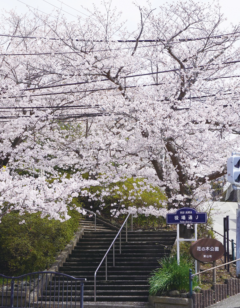 葉山役場通り　花の木公園（2023年3月10日号横須賀・三浦・湘南版）