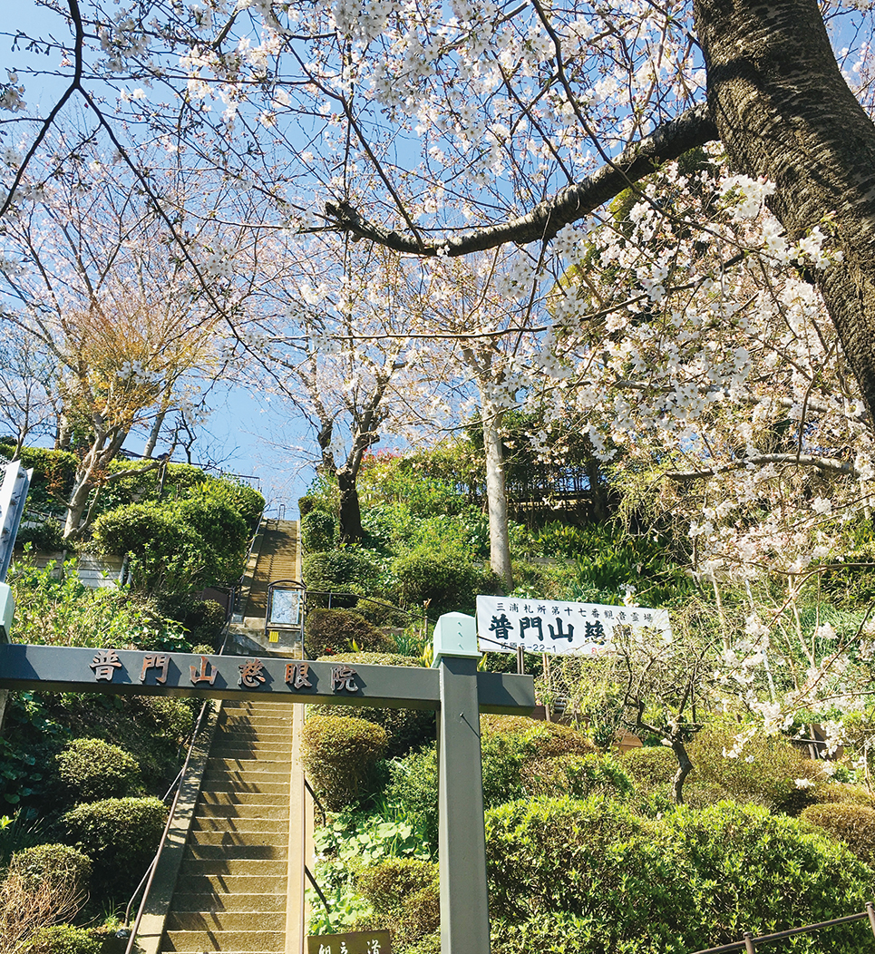 4月8日（土）普門山慈眼院「桜と花まつり」開催！（2023年3月10日号横須賀・三浦・湘南版）