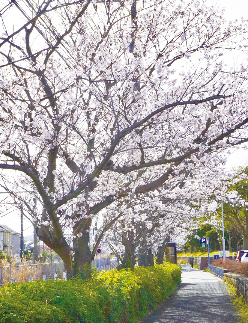 心躍る桜並木を歩こう! 逗子市第一運動公園(2023年3月10日号横須賀・三浦・湘南版)