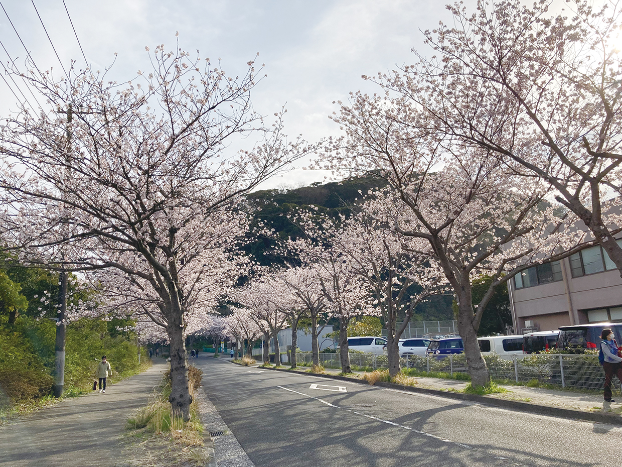 神明公園から、くりはま花の国へ(2023年3月10日号横須賀・三浦・湘南版)
