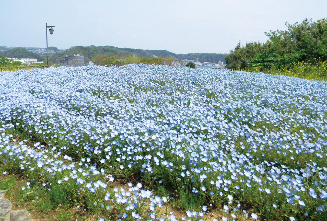 花さんぽ:爽やかなネモフィラの丘へ(2023年4月14日号横須賀・三浦・湘南版)