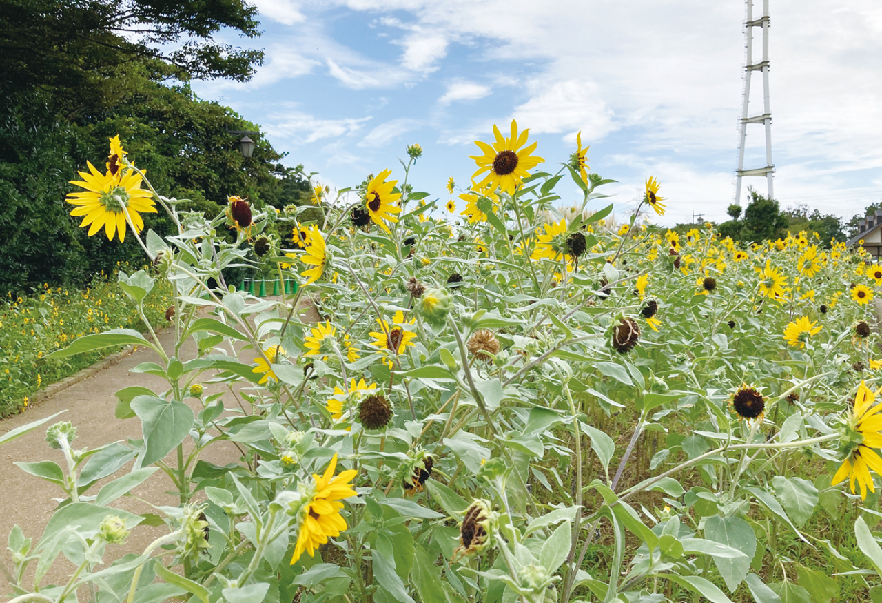 ヒマワリが咲く「くりはま花の国」天空の花畑（2023年7月14日号横須賀・三浦・湘南版）