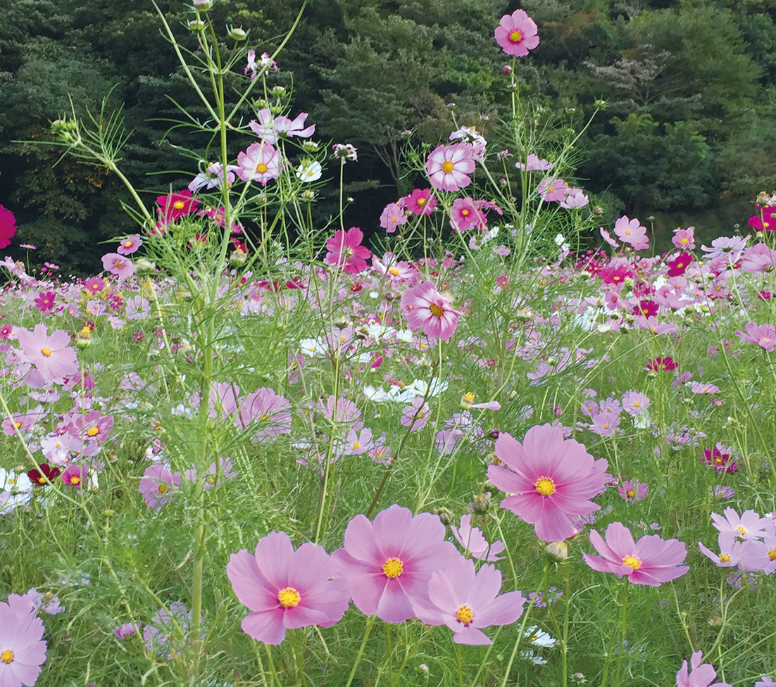 10月29日㈰まで、くりはま花の国「コスモスまつり」（2023年10月13日号横須賀・三浦・湘南版）