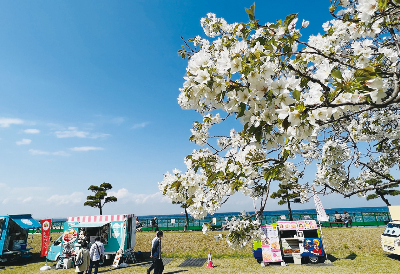 桜さんぽ【走水水源地公園】（2024年3月1日号横須賀・三浦・湘南版）