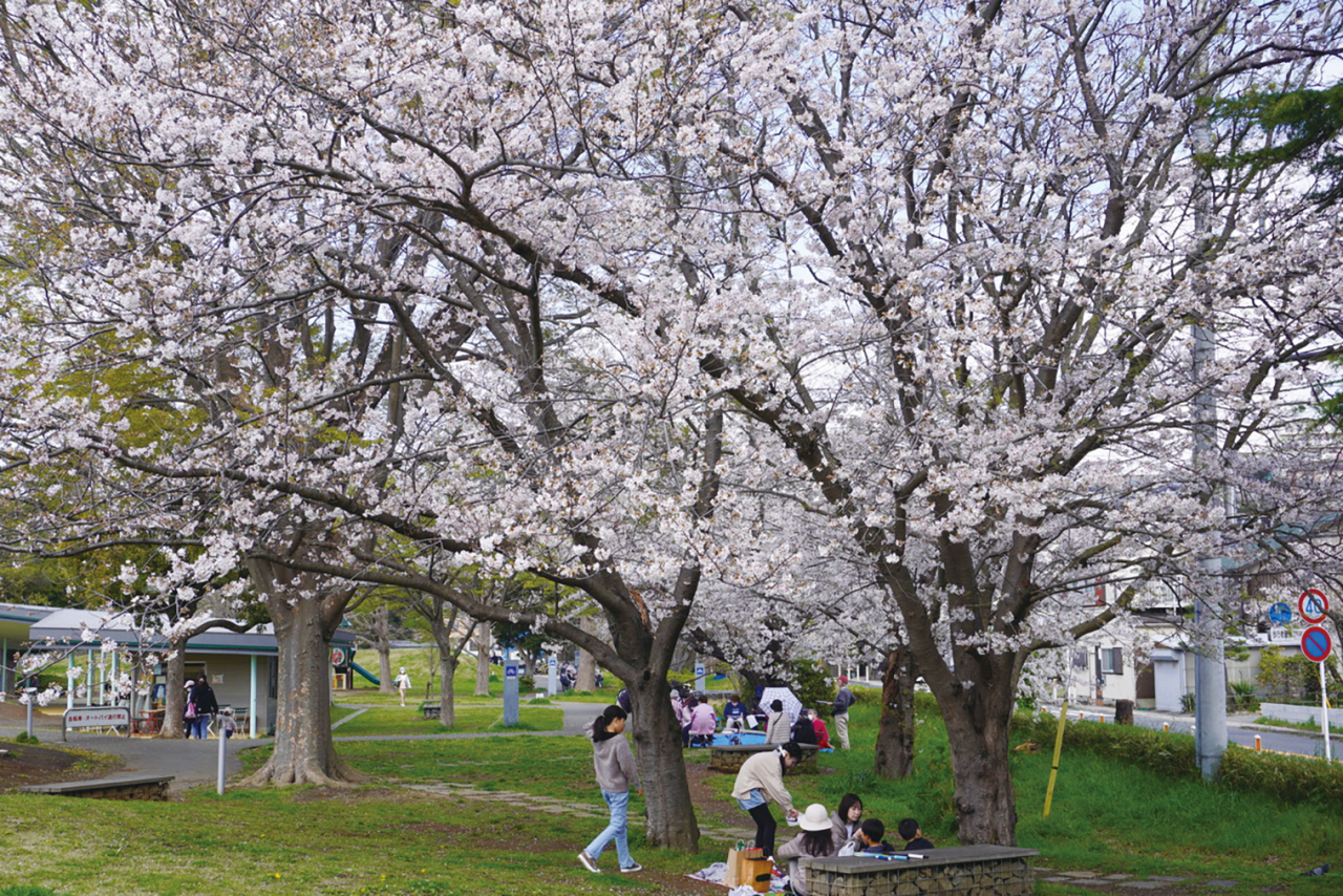 地元おすすめ桜スポット【第一運動公園】（2024年3月15日号横須賀・三浦・湘南版）