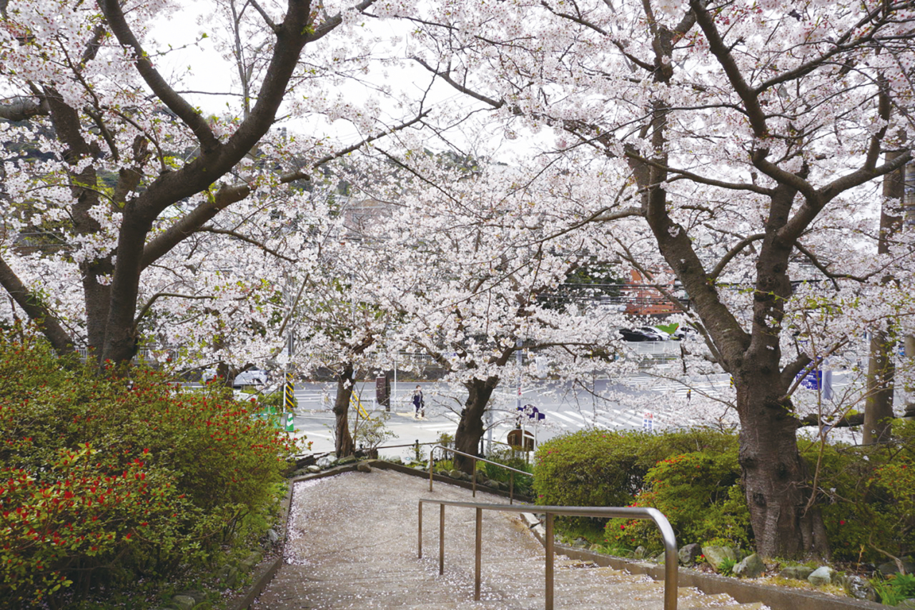 おすすめ桜スポット【花の木公園】（2024年3月15日号横須賀・三浦・湘南版）