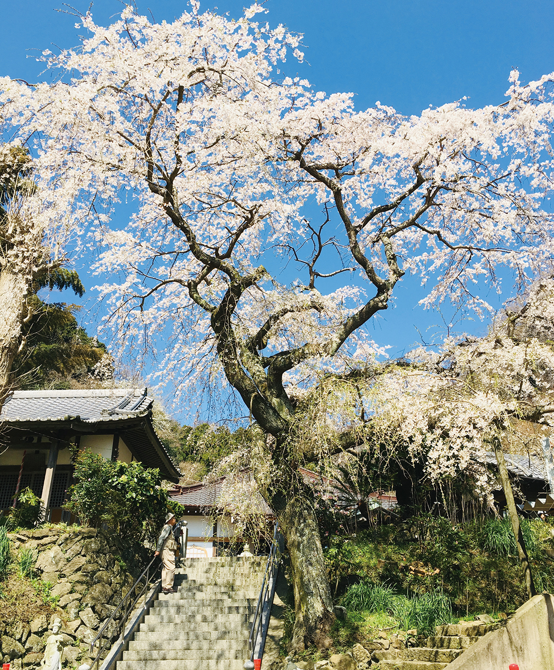 等覚寺（とうがくじ）樹齢１１０年のシダレザクラ（2024年3月15日号横須賀・三浦・湘南版）