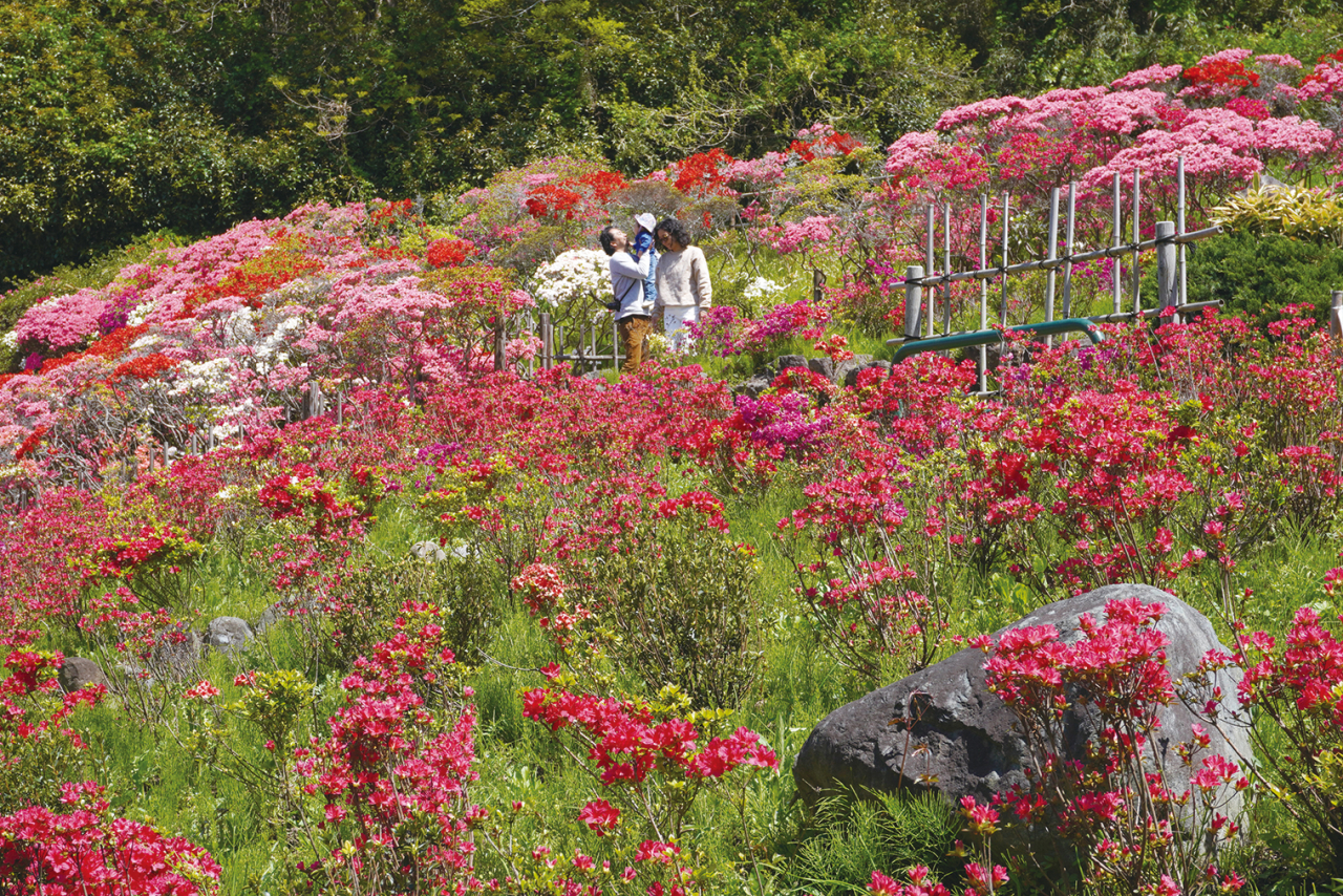 花めぐり特集【花の木公園】（2024年4月5日号横須賀・三浦・湘南版）