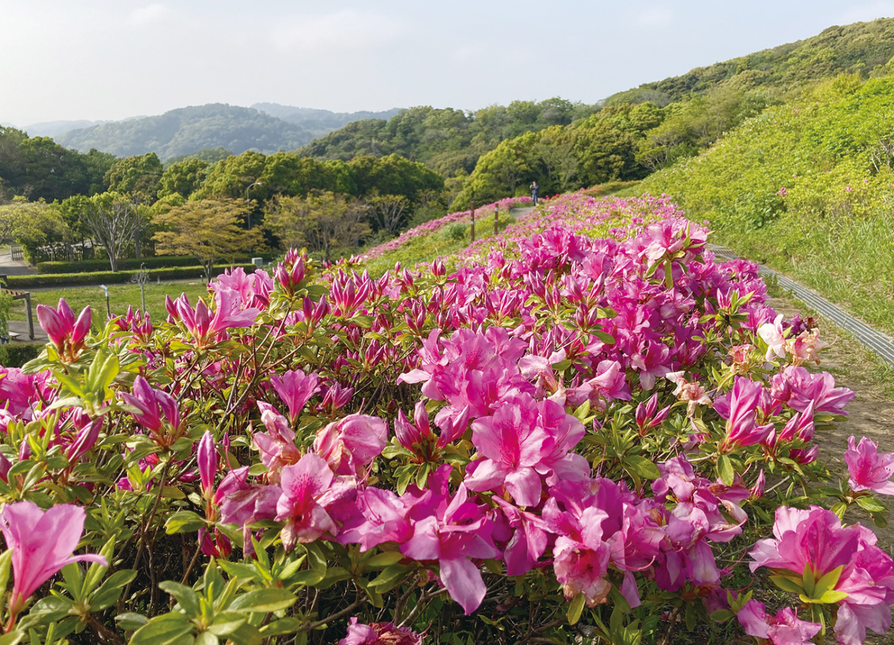 花めぐり【湘南国際村】（2024年4月5日号横須賀・三浦・湘南版）