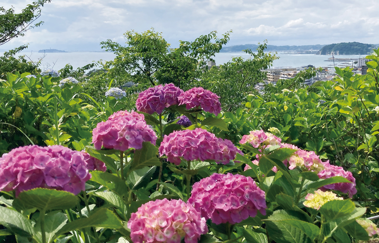 アジサイ越しに海を一望【葉山あじさい公園】（2024年6月7日号横須賀・三浦・湘南版）