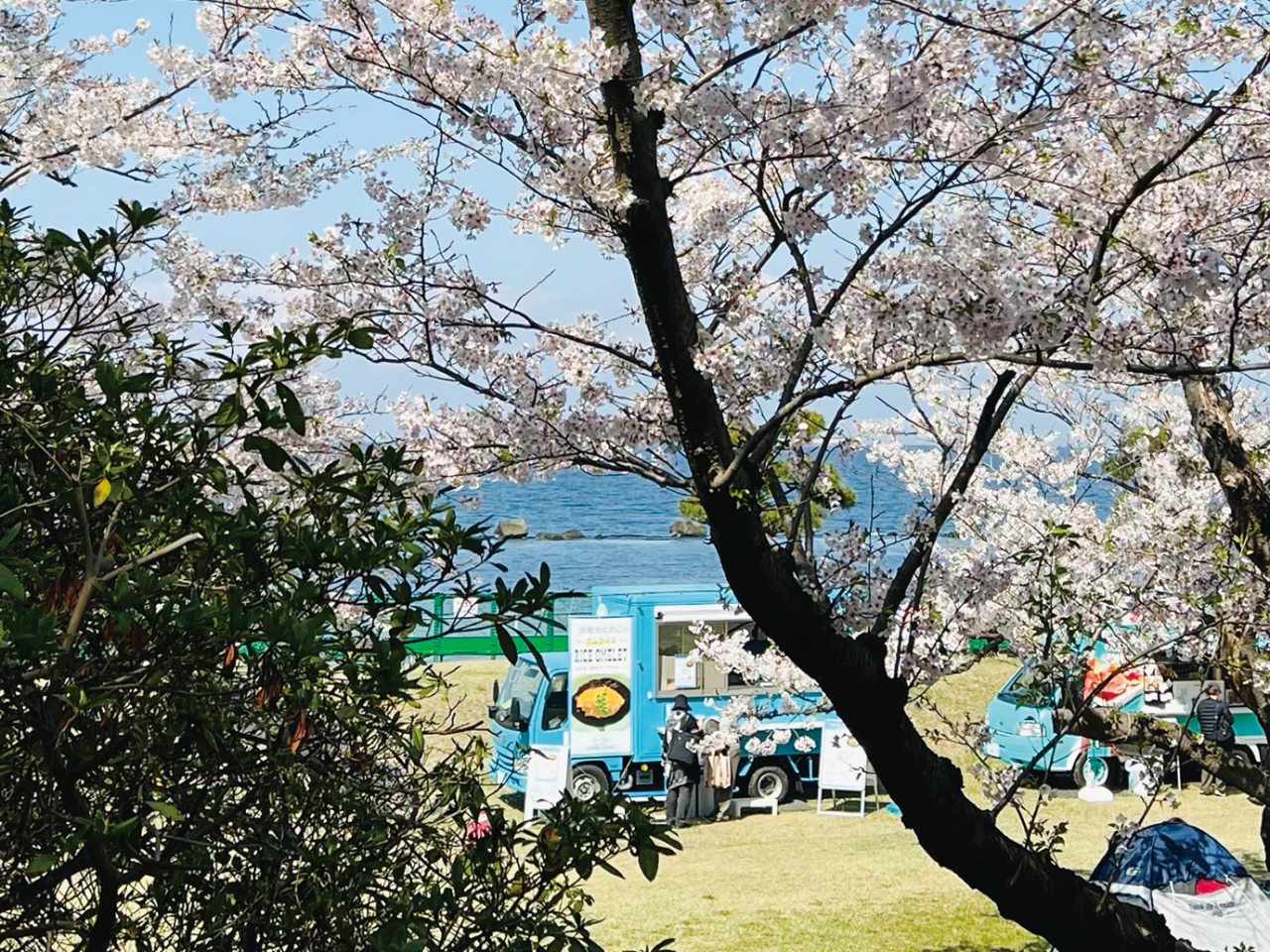 「走水水源地公園」桜まつりは３月20日（祝・木）〜４月６日（日）（2025年3月7日号横須賀・三浦・湘南版）