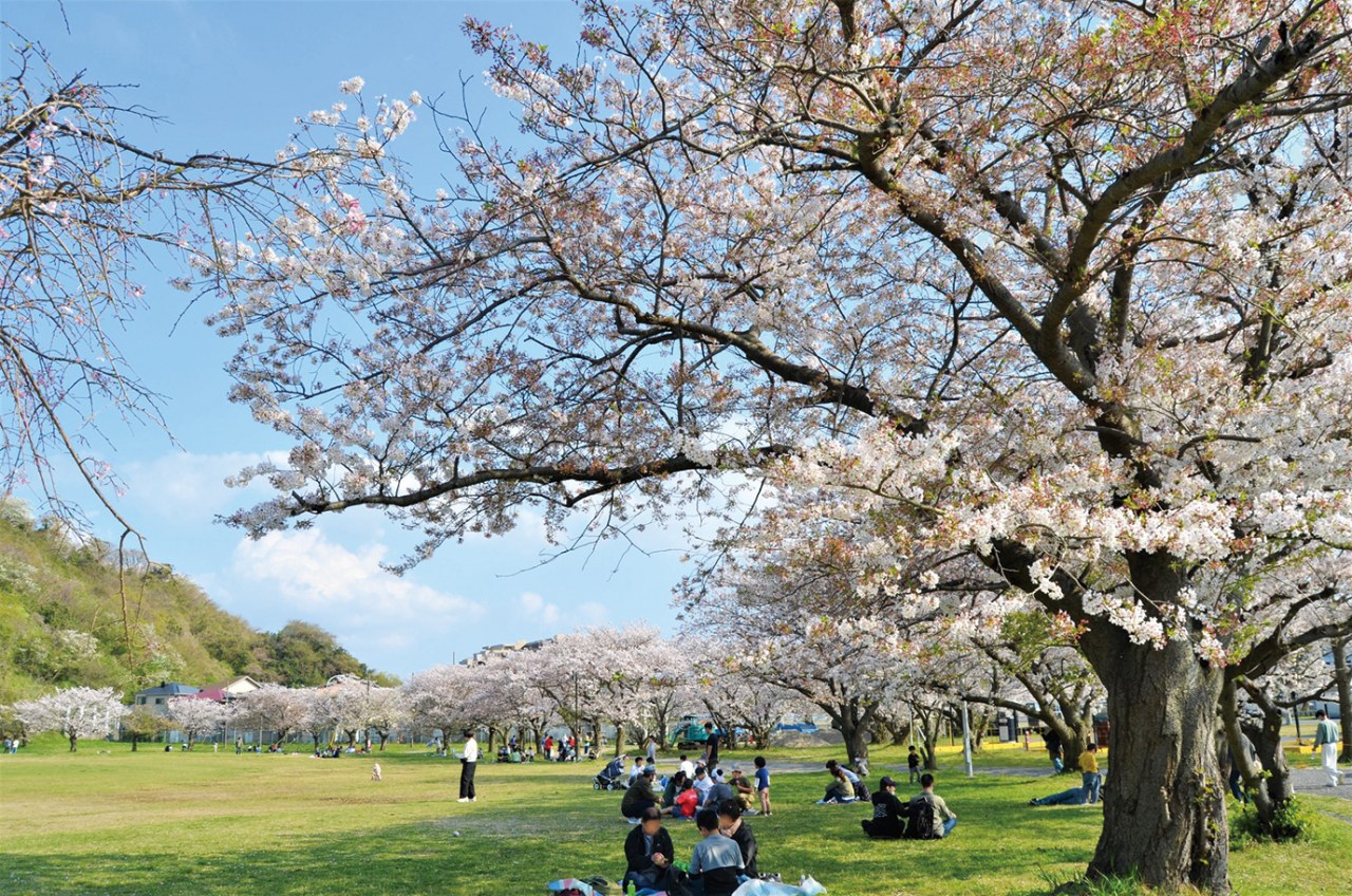 ３月29日㈯・30日㈰「久里浜駐屯地」桜まつり一般解放（2025年3月7日号横須賀・三浦・湘南版）