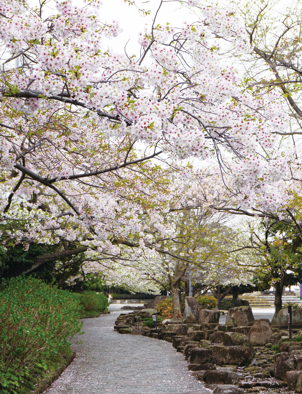 【桜特集：桜とチューリップが見頃！三笠公園】（2025年3月21日号横須賀・三浦・湘南版）