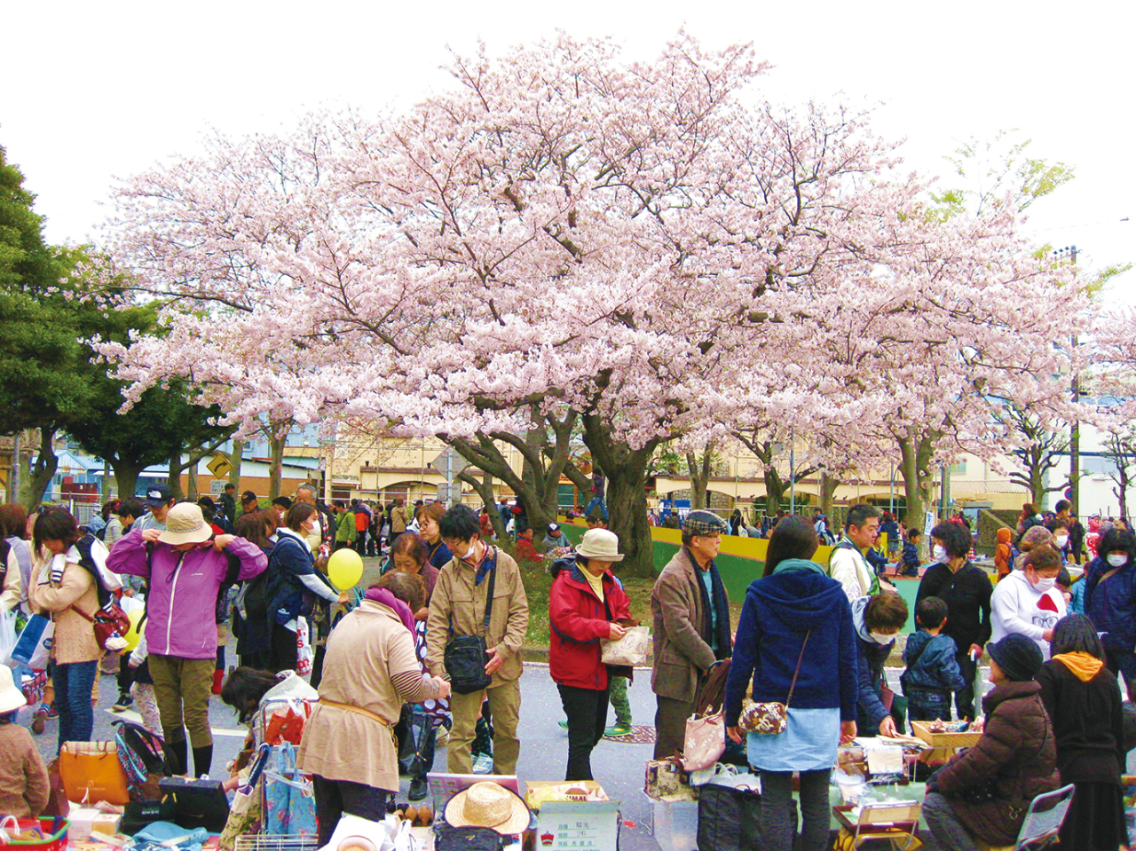 【桜特集：第27回北久里浜桜まつり】（2025年3月21日号横須賀・三浦・湘南版）