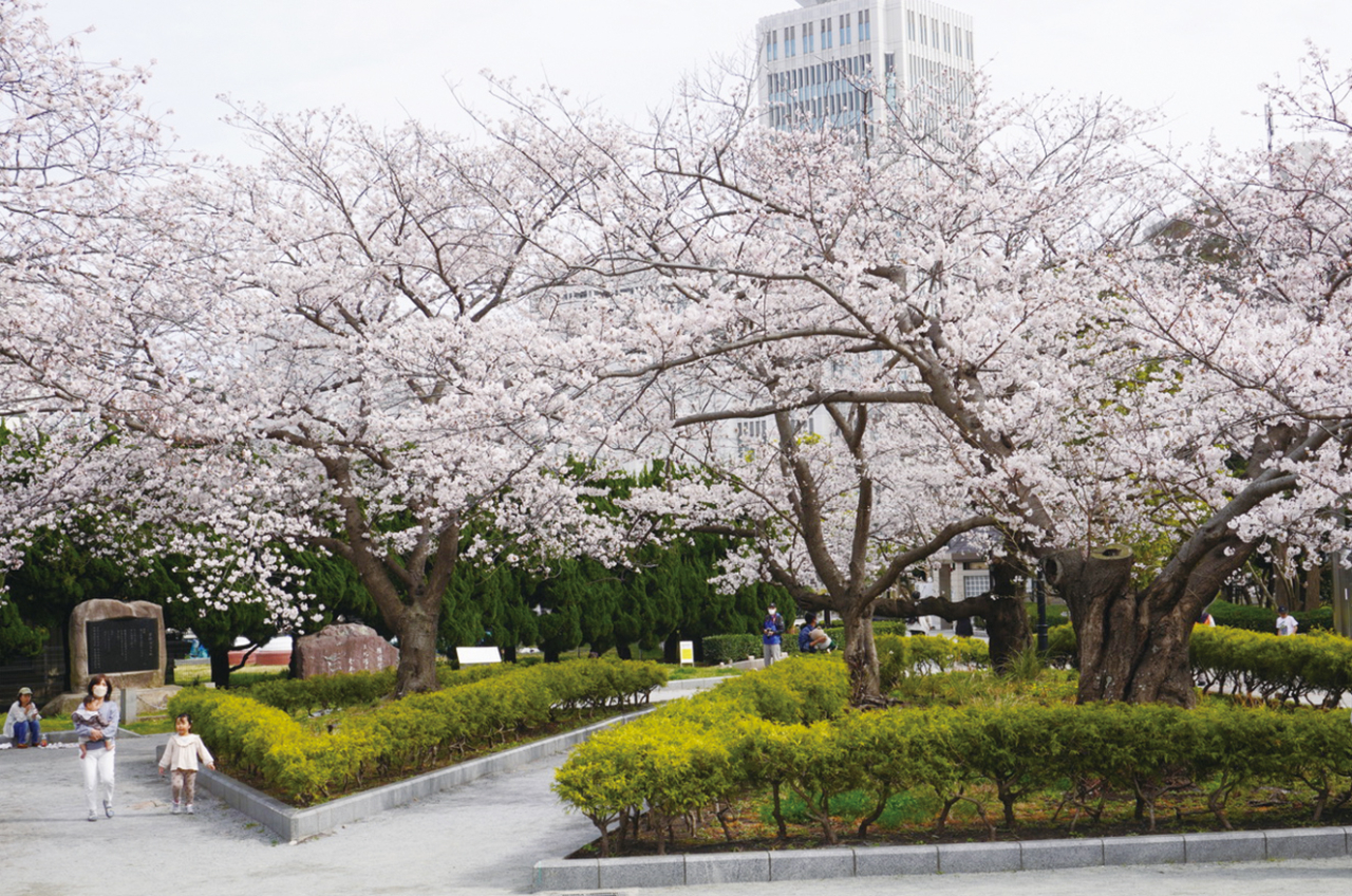 【桜特集：フランス式庭園に咲く桜は必見！ヴェルニー公園】（2025年3月21日号横須賀・三浦・湘南版）