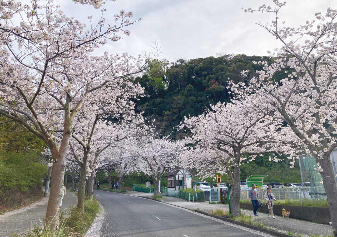 【桜特集：歓迎の桜並木〜神明公園から、くりはま花の国へ】（2025年3月21日号横須賀・三浦・湘南版）