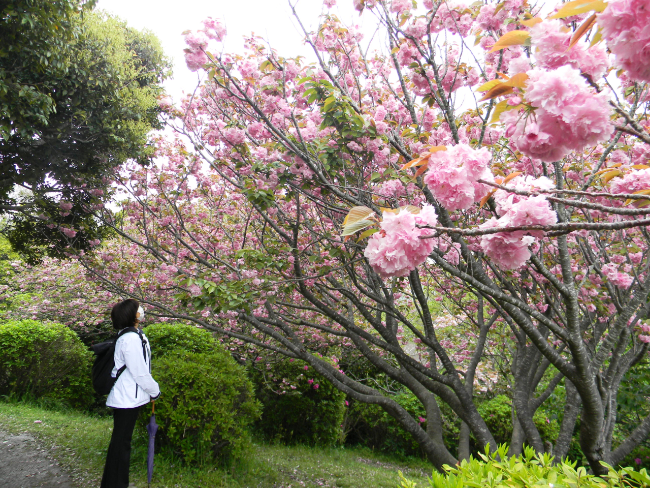 披露山公園の八重桜（2025年4月4日号横須賀・三浦・湘南版）