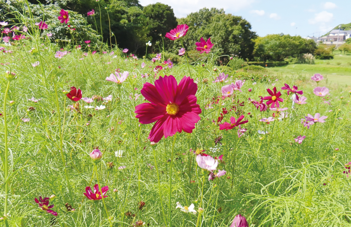 県立観音崎公園 「花の広場」にコスモス5万本(2025年8月22日号横須賀・三浦・湘南版)