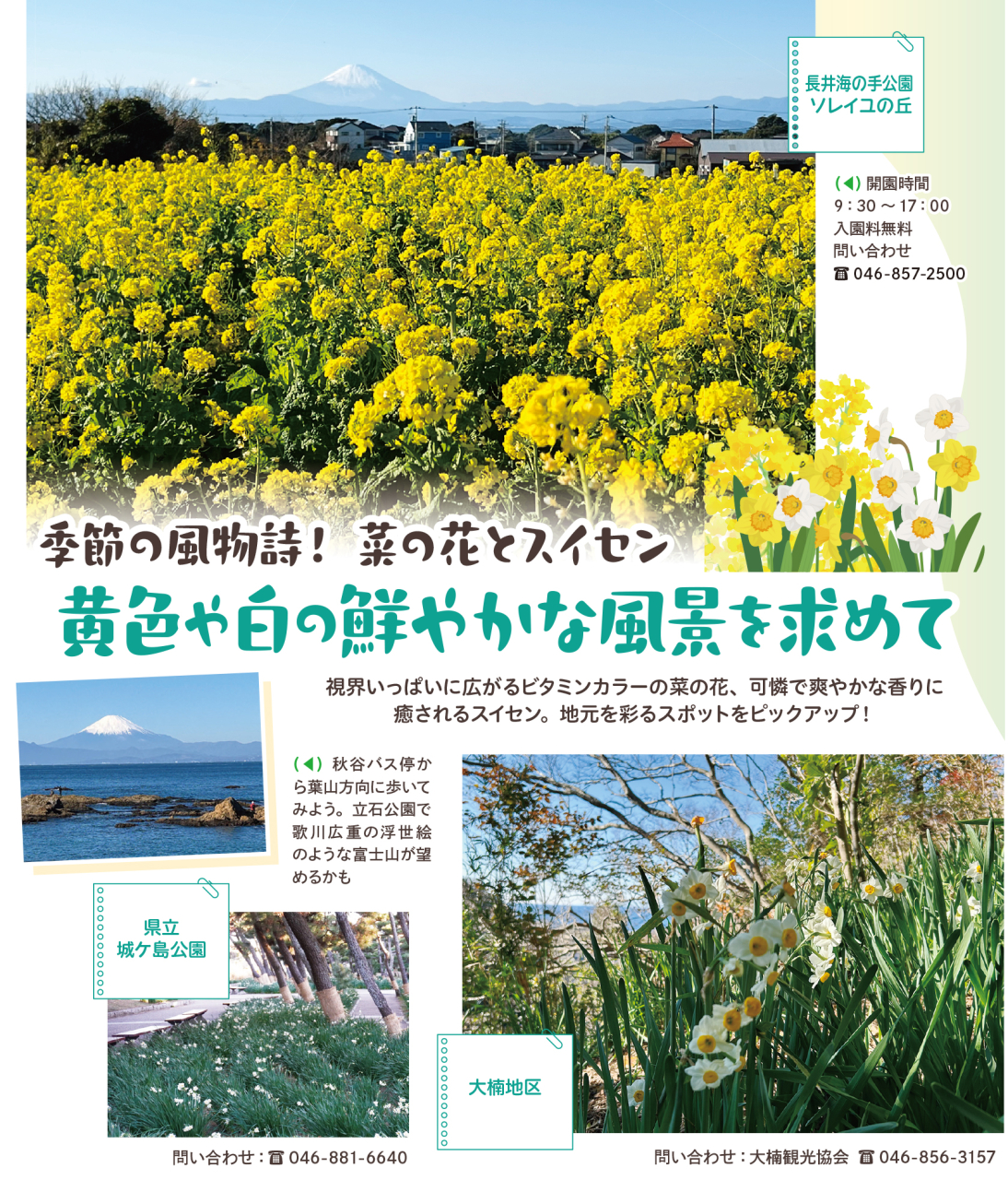 黄色や白の鮮やかな風景を求めて（2026年1月23日号横須賀・三浦・湘南版）