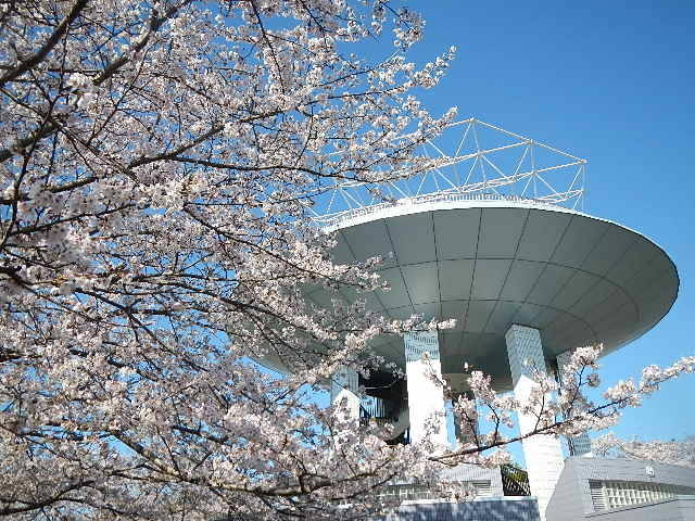 地元の公園 桜めぐり【野島公園】（2024年3月8日号金沢版）
