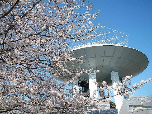 地元の公園 桜めぐり【野島公園】(2024年3月8日号金沢版)