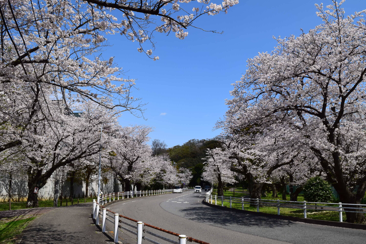 地元の公園　桜めぐり【富岡総合公園】（2024年3月8日号金沢版）