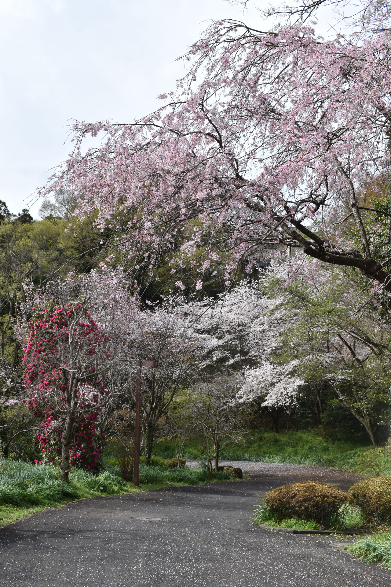 地元の公園 桜めぐり【金沢自然公園】（2024年3月8日号金沢版）